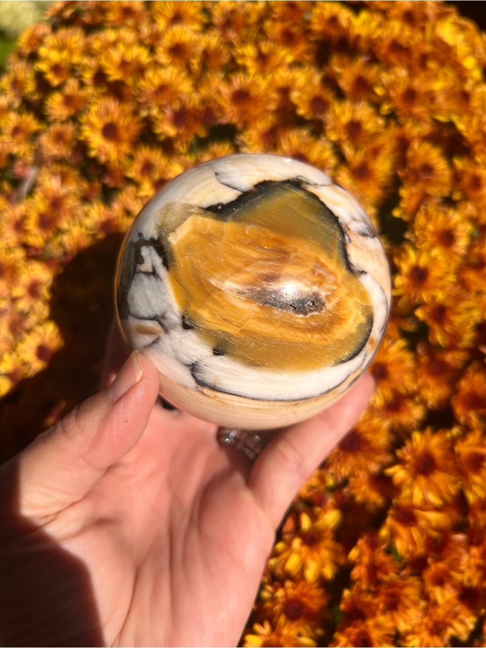 Petrified (13) wood sphere | , Crystal